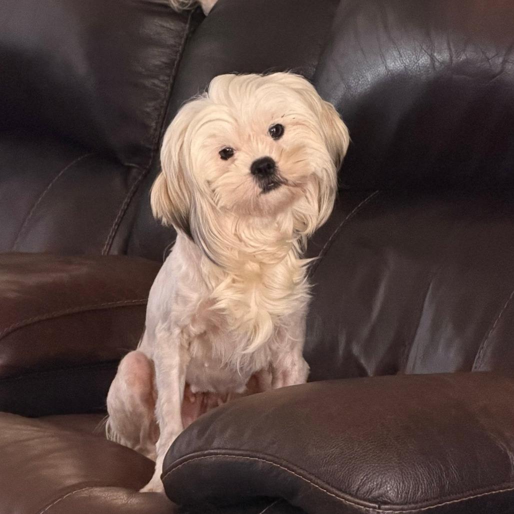 Patches, a Adoptable Maltese in Montgomery, TX image 2/4