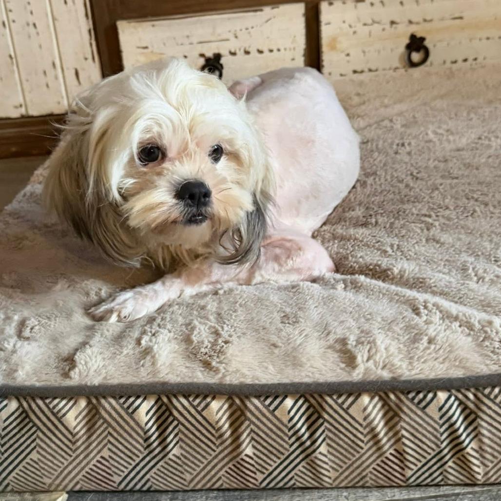 Patches, a Adoptable Maltese in Montgomery, TX image 3/4