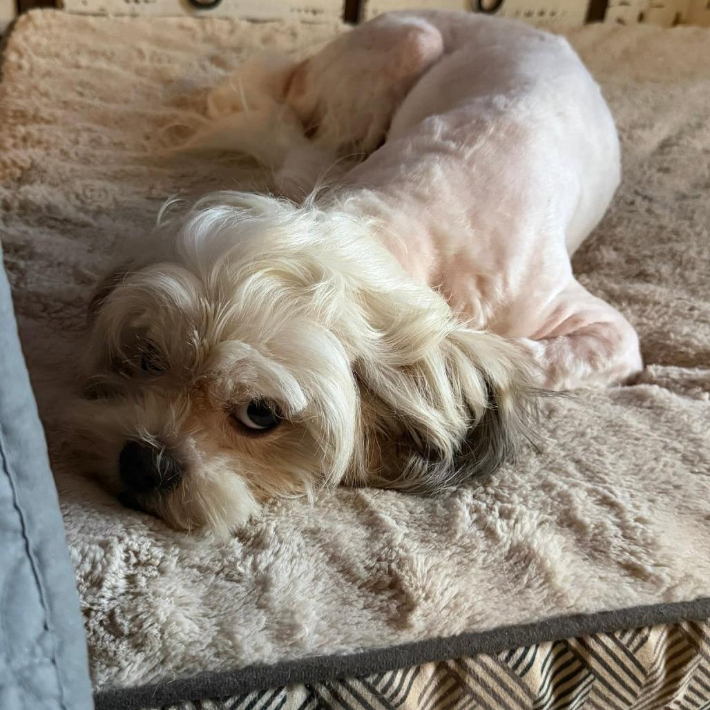 Patches, a Adoptable Maltese in Montgomery, TX image 4/4