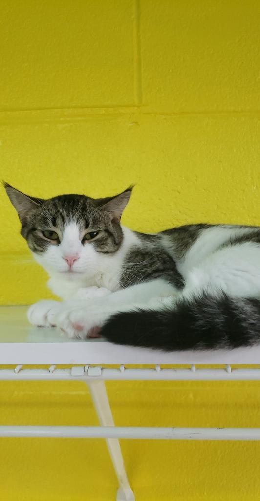 Jefferson, Adoptable, Adult Male Domestic Short Hair.