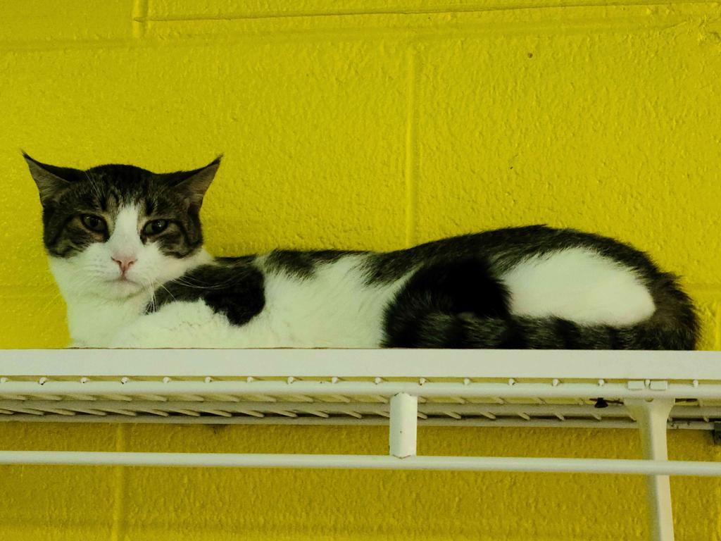 Enlarge Jefferson, a Adoptable mixed breed in Jim Thorpe, PA image 2/3