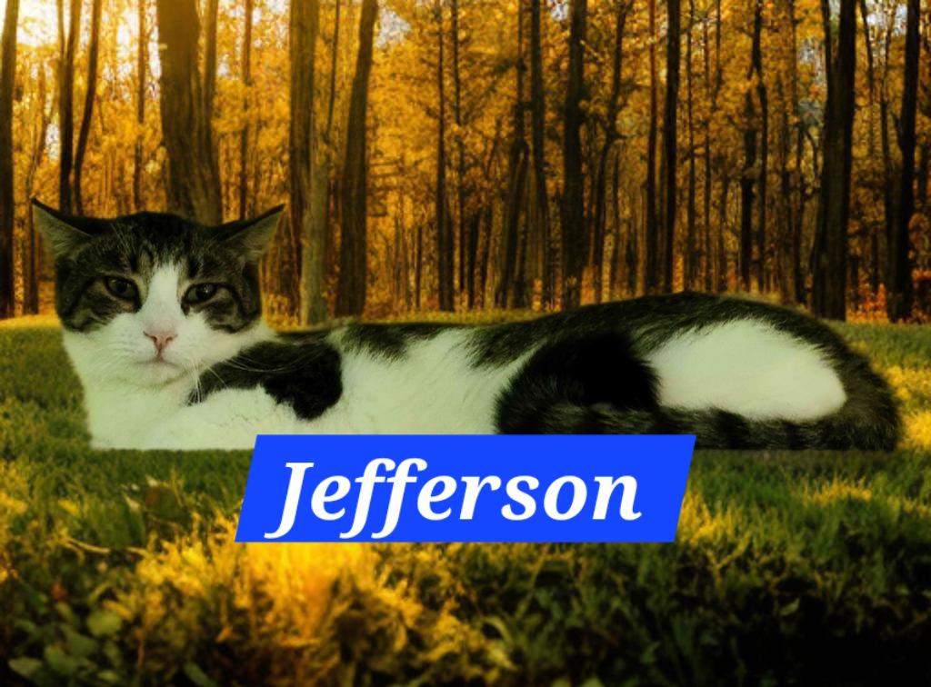 Enlarge Jefferson, a Adoptable mixed breed in Jim Thorpe, PA image 3/3