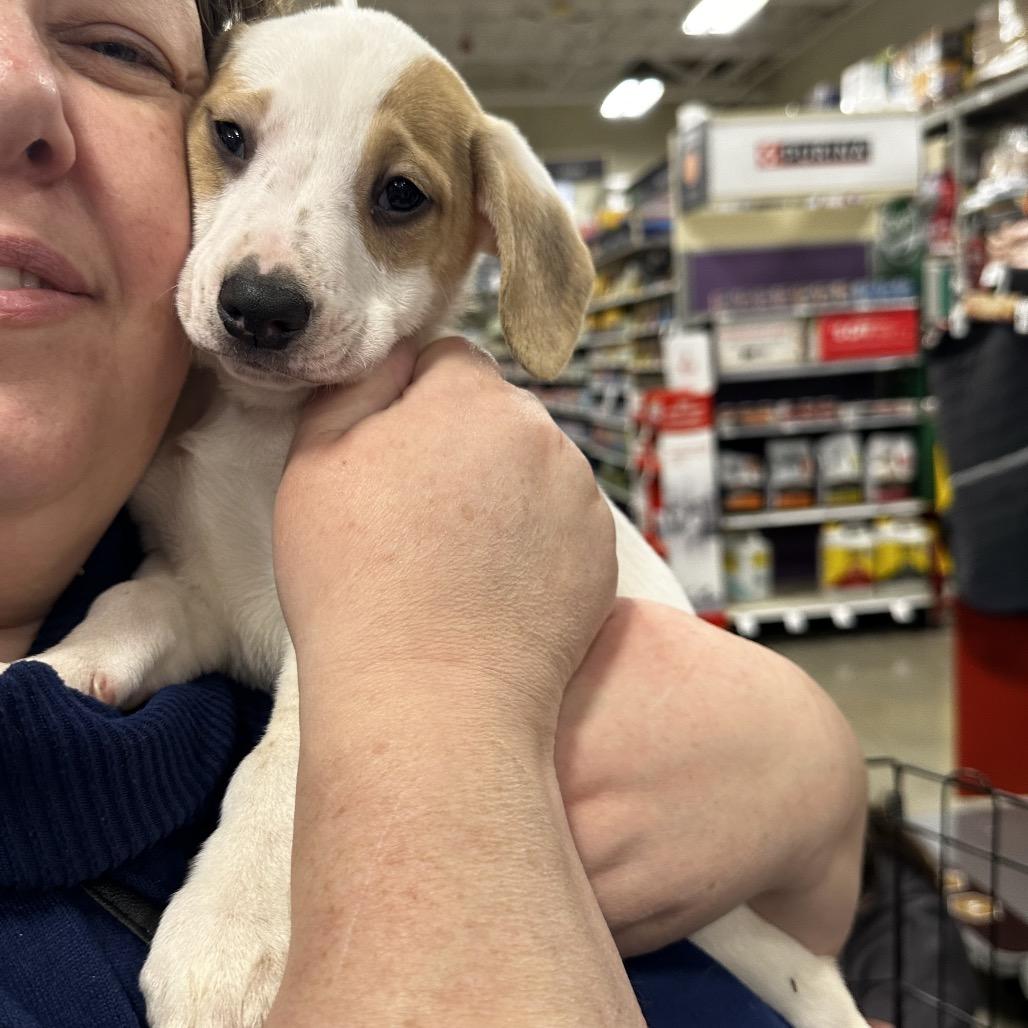 olaf, Adoptable, Puppy Male Chihuahua & Mixed Breed.