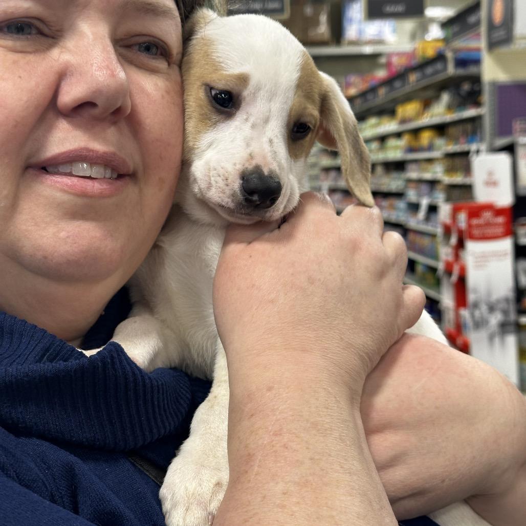 Enlarge olaf, a Adoptable mixed breed in Bellingham, WA image 2/2