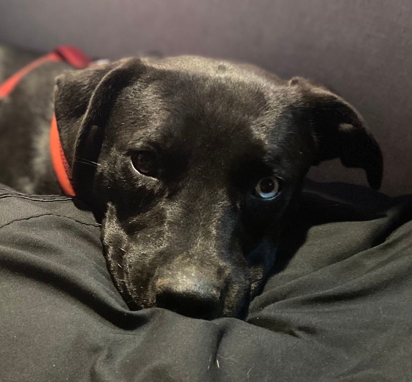 Enlarge Stella, a Adopted mixed breed in Jefferson, TX image 1/14