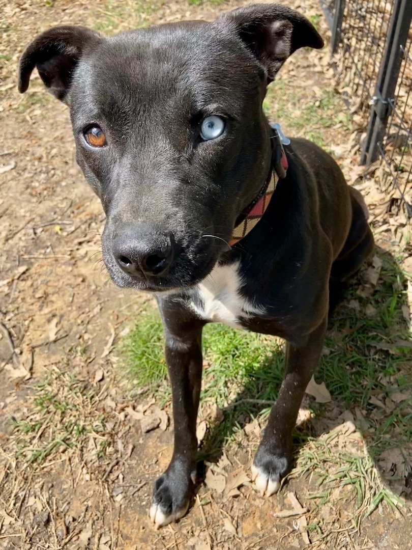 Enlarge Stella, a Adopted mixed breed in Jefferson, TX image 2/14