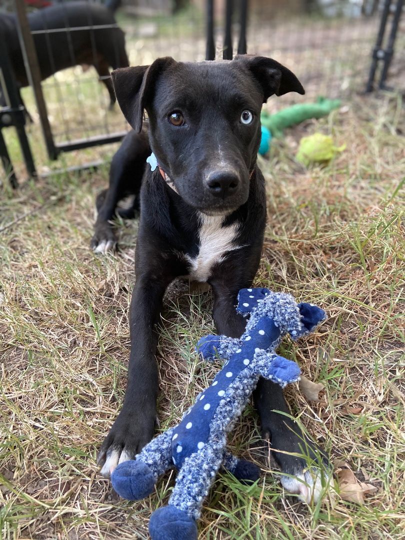Enlarge Stella, a Adopted mixed breed in Jefferson, TX image 3/14