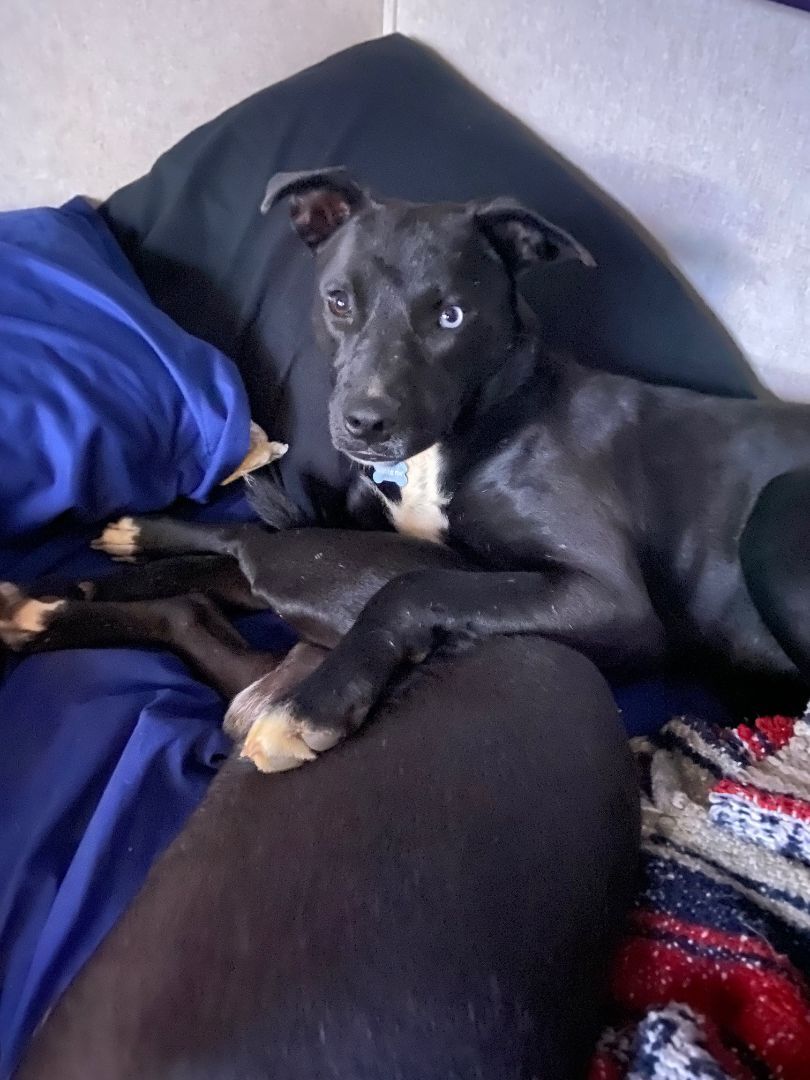 Enlarge Stella, a Adopted mixed breed in Jefferson, TX image 4/14