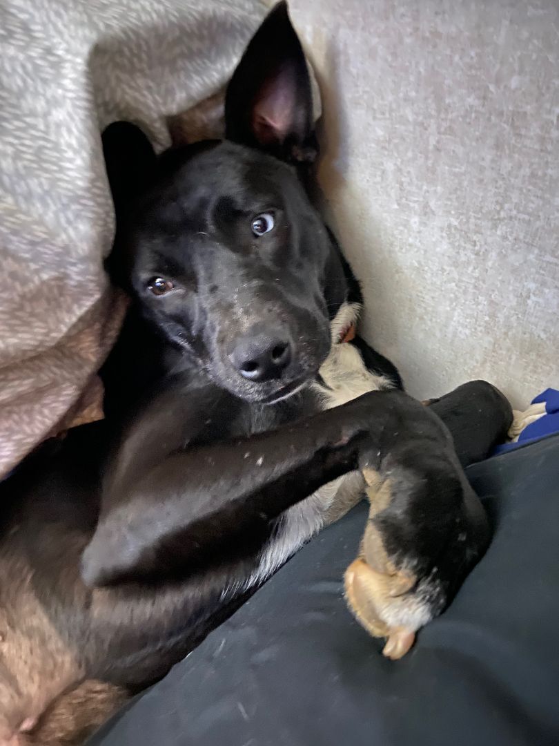 Enlarge Stella, a Adopted mixed breed in Jefferson, TX image 5/14