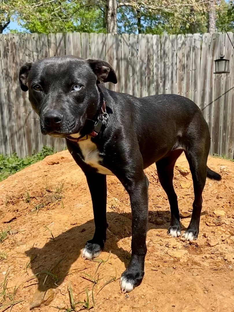 Enlarge Stella, a Adopted mixed breed in Jefferson, TX image 6/14