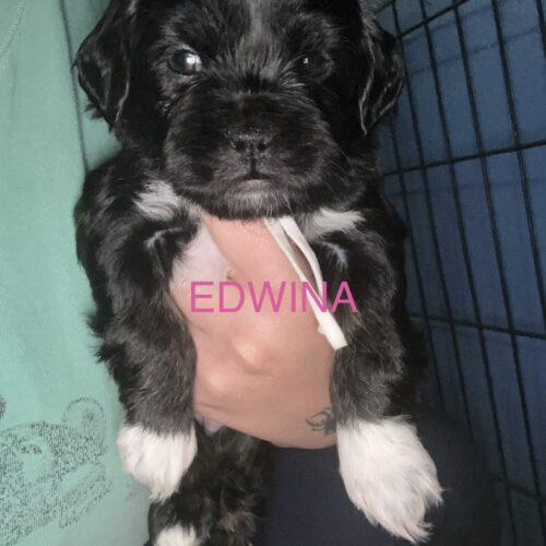Edwina Bridgerton, Adoptable, Puppy Female Shih Tzu & Mixed Breed.