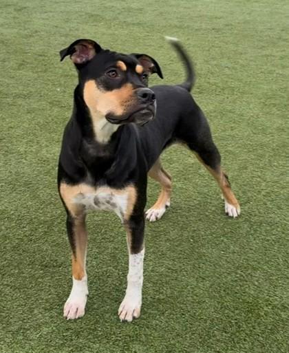 Vega, Adoptable, Adult Female Mixed Breed & Mixed Breed.