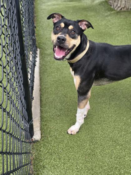 Vega, Adoptable, Adult Female Mixed Breed & Mixed Breed.