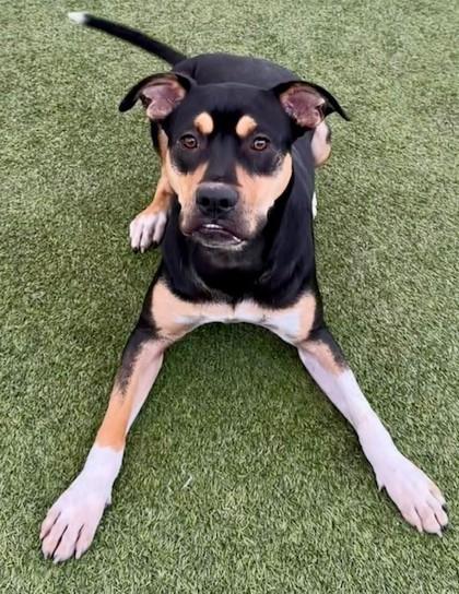 Vega, Adoptable, Adult Female Mixed Breed & Mixed Breed.