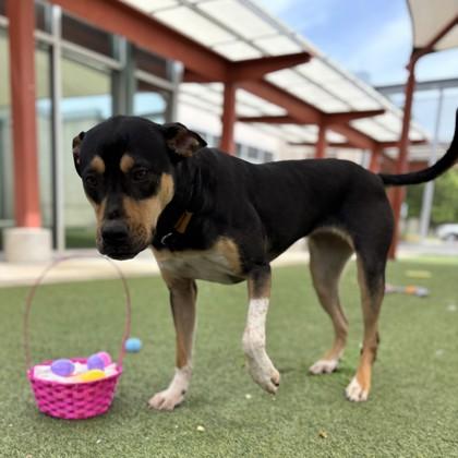 Enlarge Vega, a Adoptable mixed breed in Fort Worth, TX image 2/3