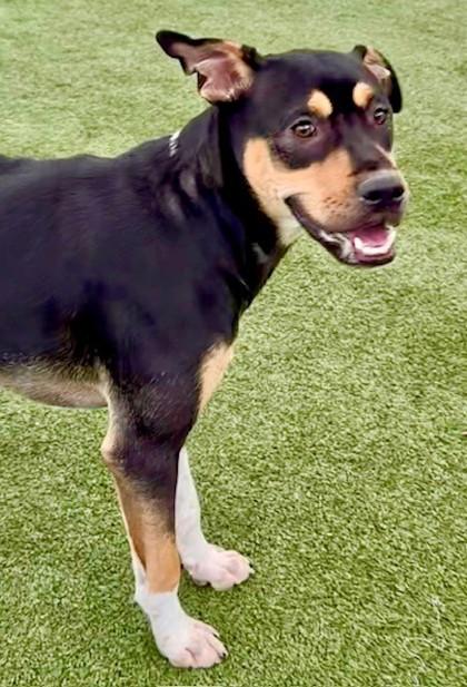 Vega, a Adoptable mixed breed in Fort Worth, TX image 2/3