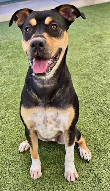 Vega, a Adoptable mixed breed in Fort Worth, TX image 2/3