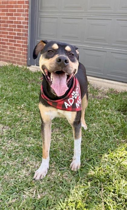 Vega, Adoptable, Adult Female Mixed Breed & Mixed Breed.