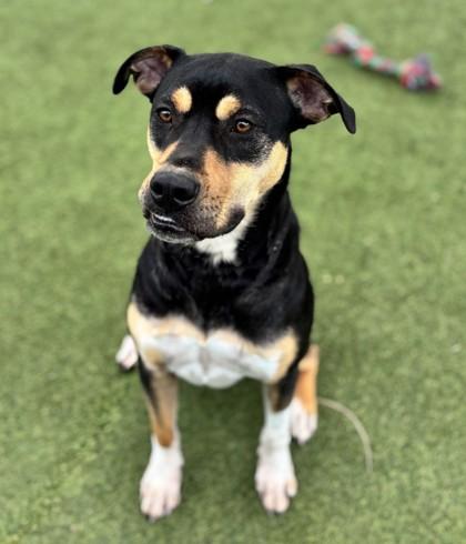 Vega, a Adoptable mixed breed in Fort Worth, TX image 2/3