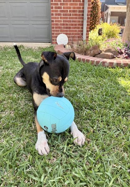 Enlarge Vega, a Adoptable mixed breed in Fort Worth, TX image 3/3