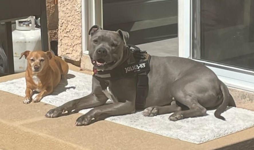 Brad, an adoptable Pit Bull Terrier in Las Vegas, NV, 89136 | Photo Image 4