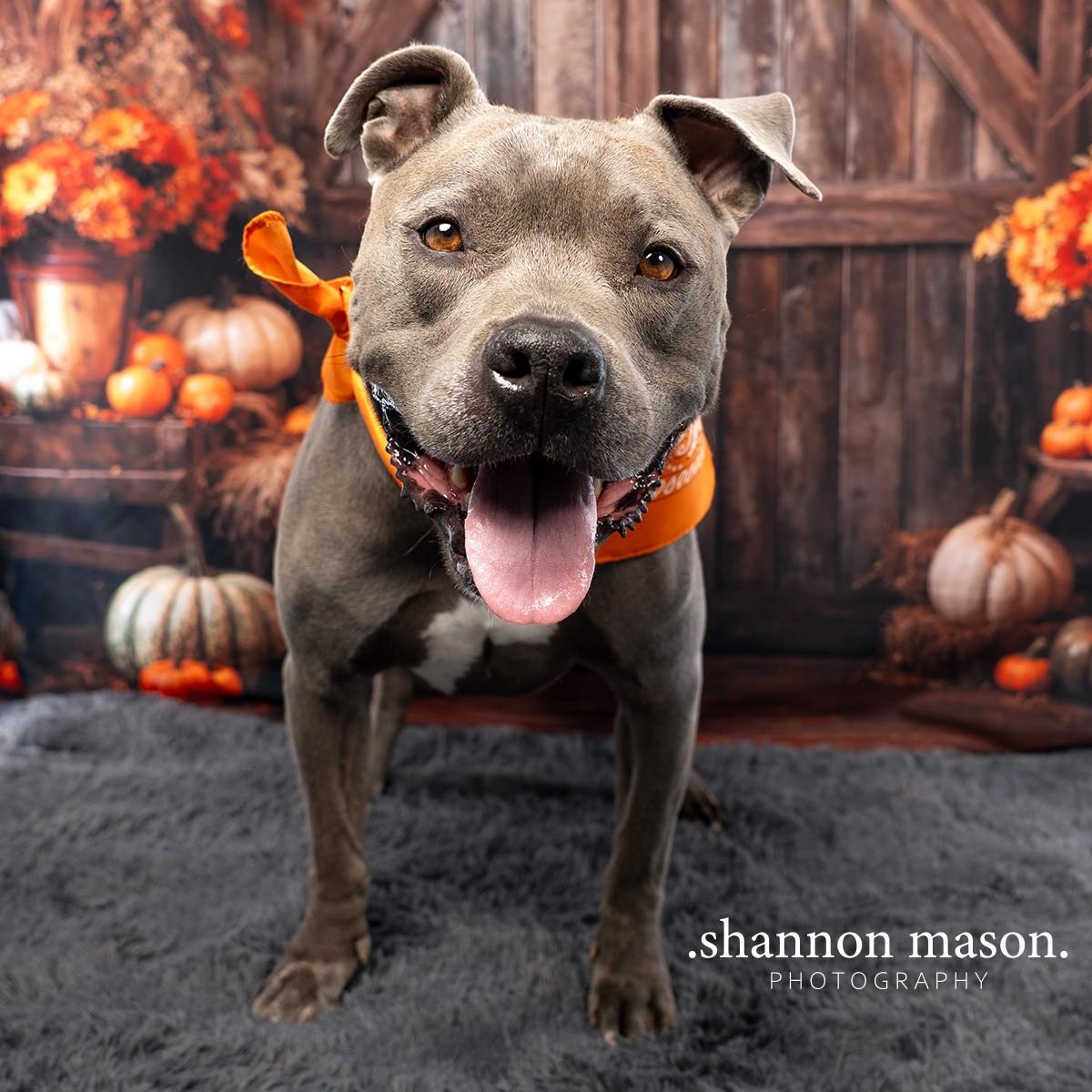 Brad, an adoptable Pit Bull Terrier in Las Vegas, NV, 89136 | Photo Image 3