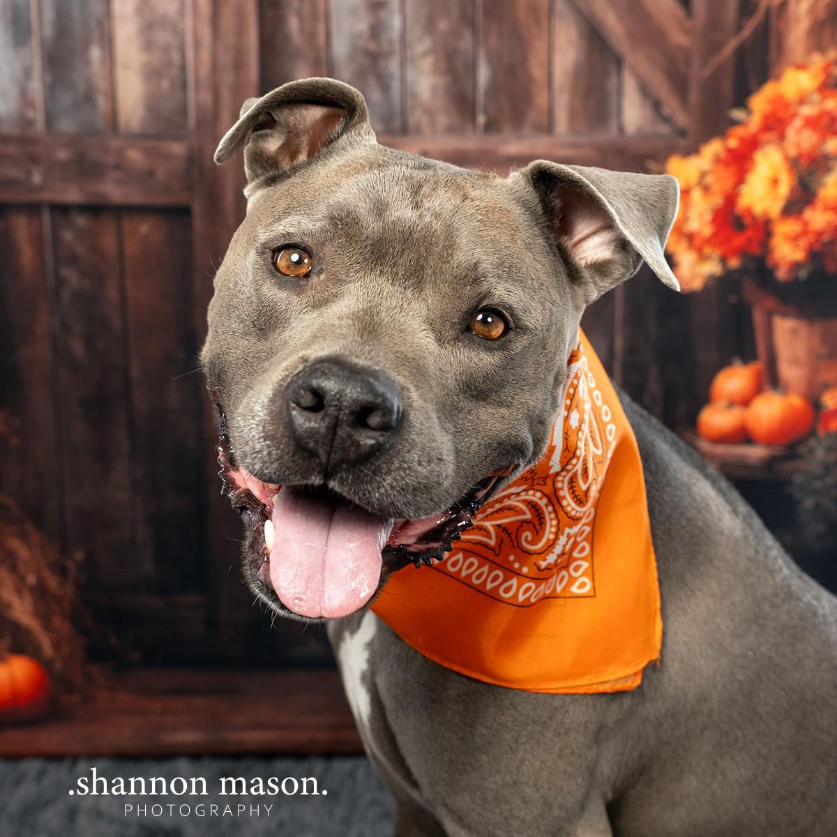 Brad, an adoptable Pit Bull Terrier in Las Vegas, NV, 89136 | Photo Image 1