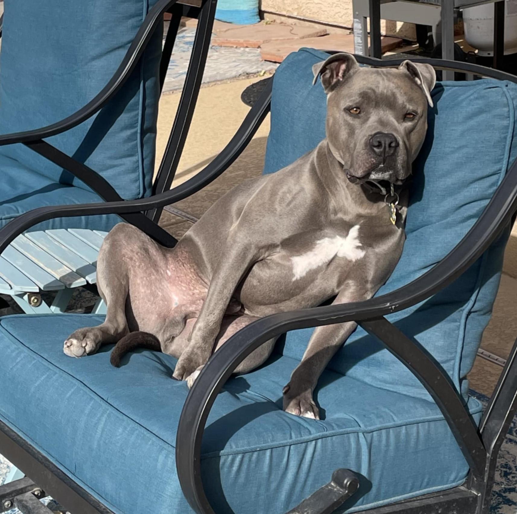 Brad, an adoptable Pit Bull Terrier in Las Vegas, NV, 89136 | Photo Image 6