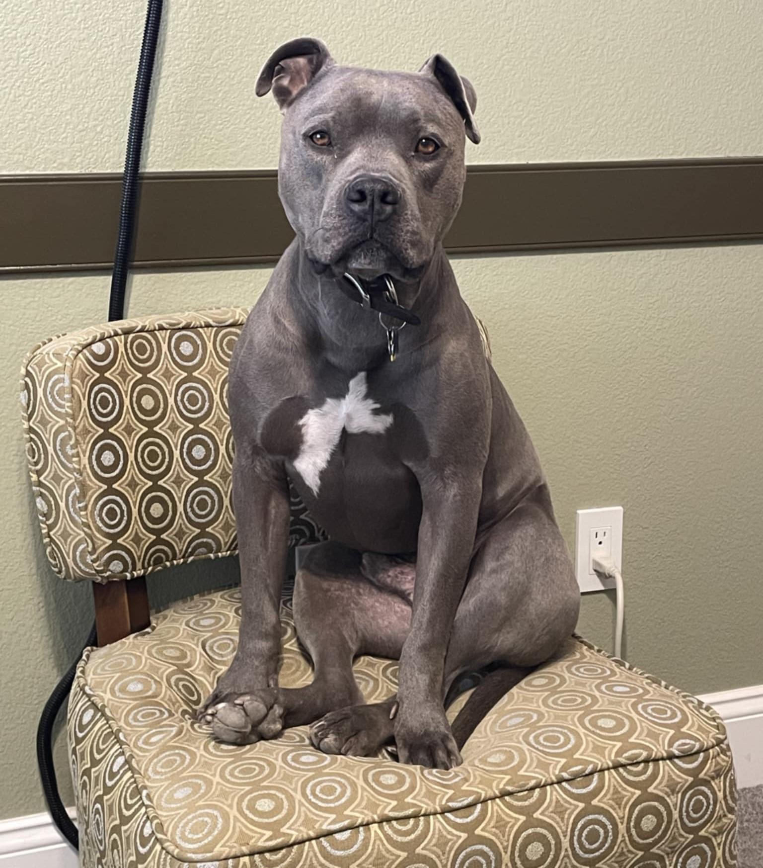 Brad, an adoptable Pit Bull Terrier in Las Vegas, NV, 89136 | Photo Image 5