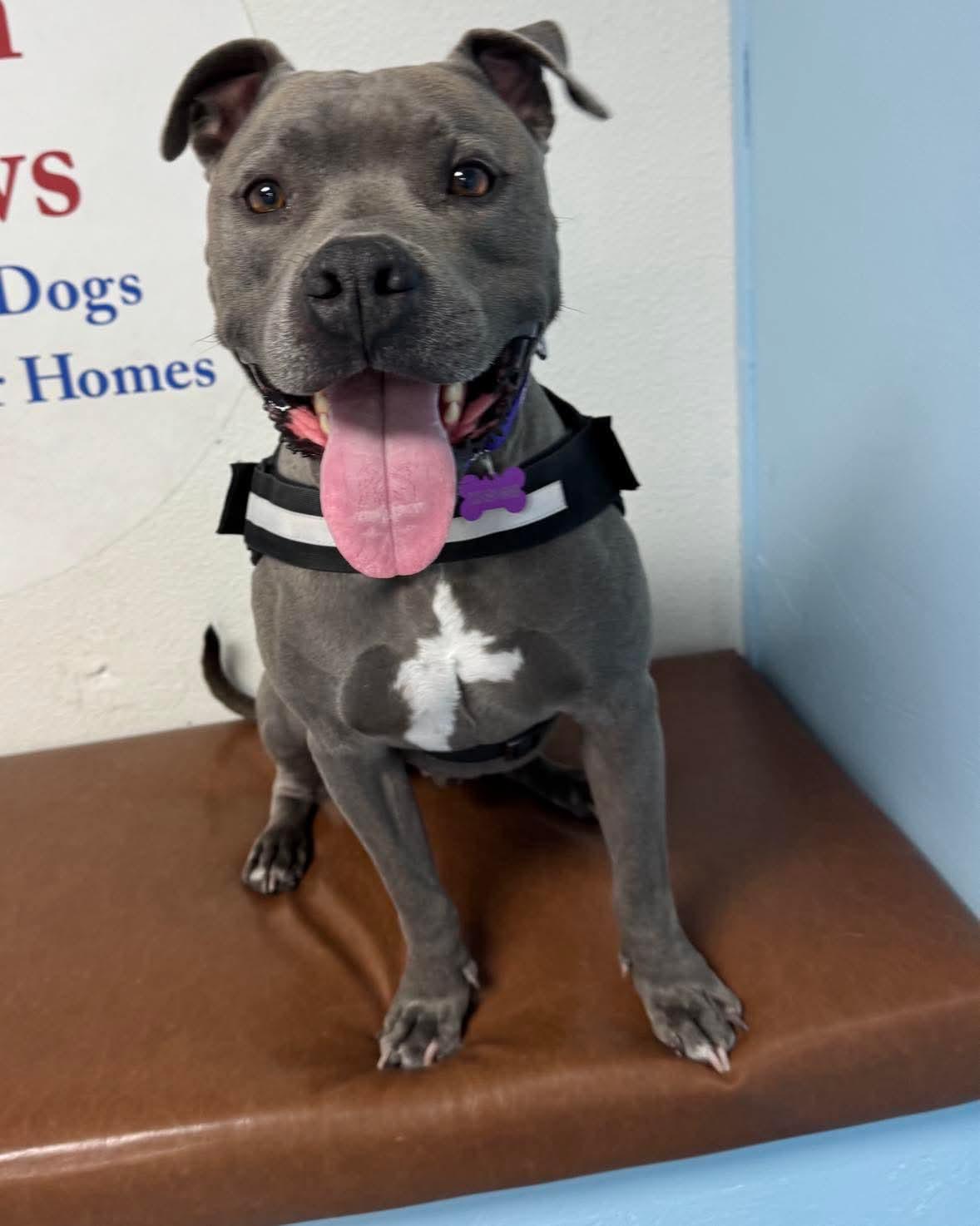 Brad, an adoptable Pit Bull Terrier in Las Vegas, NV, 89136 | Photo Image 2