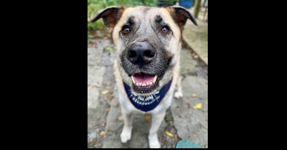 Enlarge River, a Adoptable mixed breed in Greenbelt, MD image 1/6