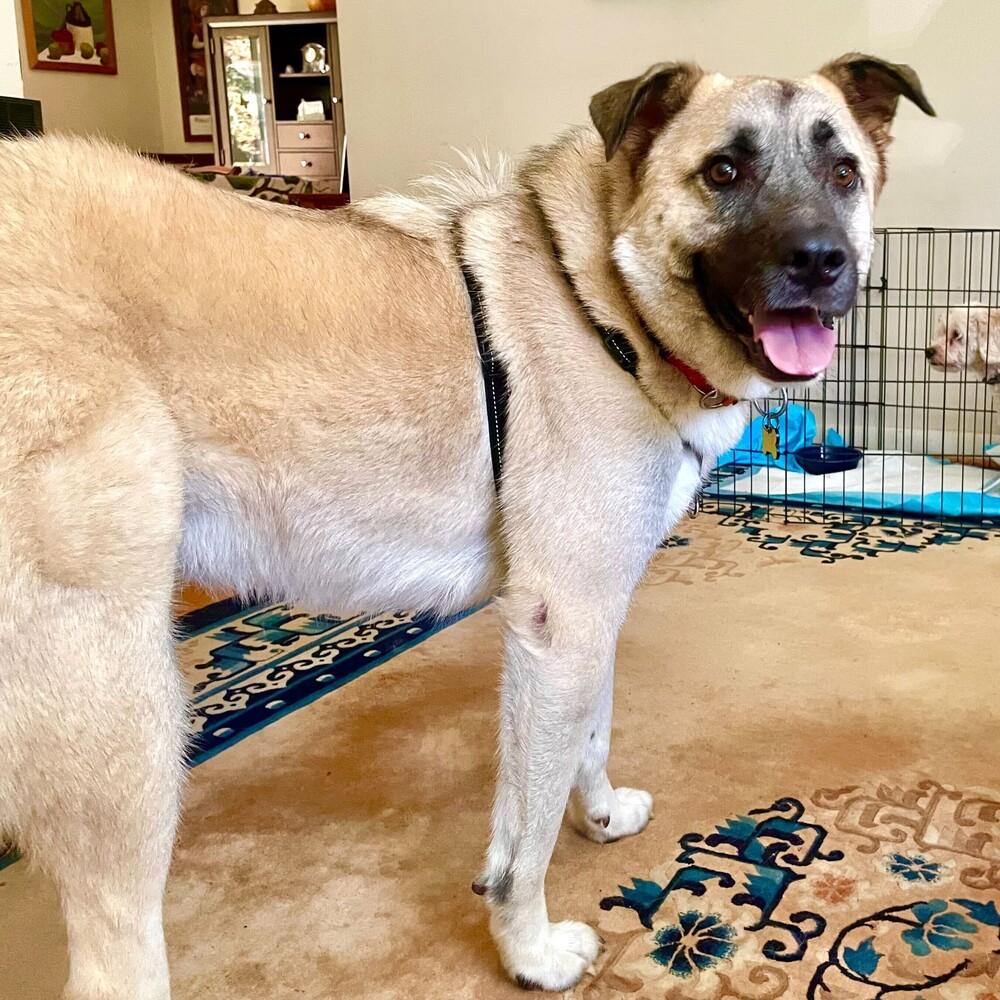 Enlarge River, a Adoptable mixed breed in Greenbelt, MD image 2/6