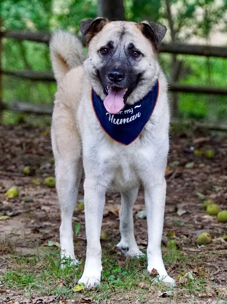 Enlarge River, a Adoptable mixed breed in Greenbelt, MD image 3/6