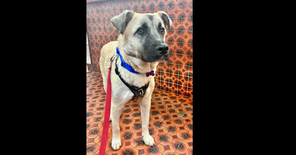 Enlarge River, a Adoptable mixed breed in Greenbelt, MD image 4/6