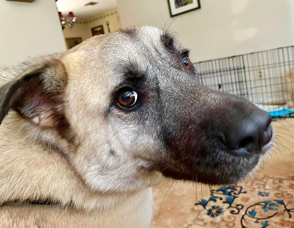 Enlarge River, a Adoptable mixed breed in Greenbelt, MD image 5/6