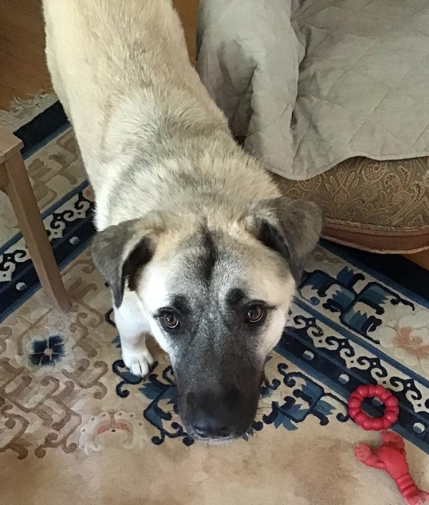 Enlarge River, a Adoptable mixed breed in Greenbelt, MD image 6/6