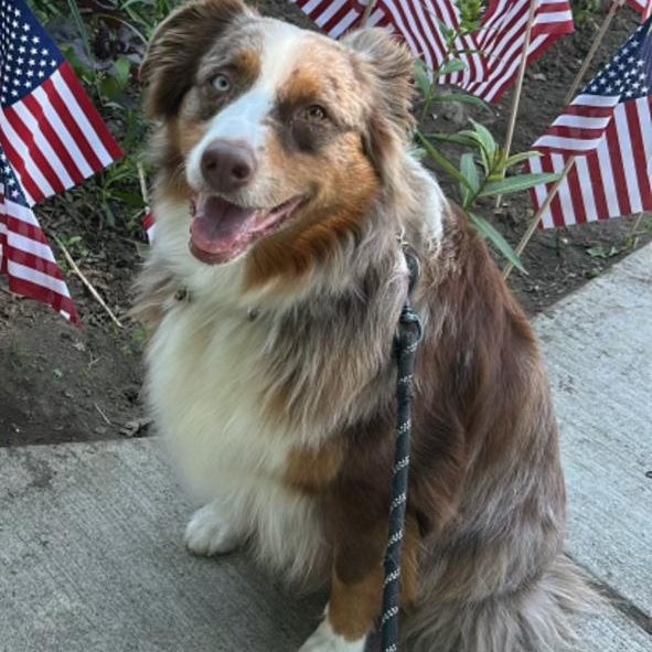 Enlarge Indy, a ADOPTABLE Australian Shepherd in Richboro, PA image 2/2
