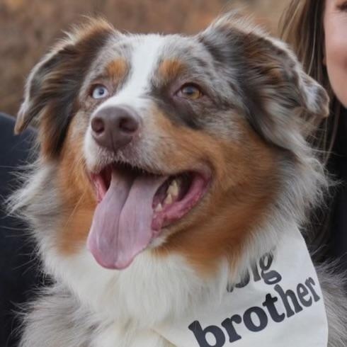 Enlarge Indy, a ADOPTABLE Australian Shepherd in Richboro, PA image 1/2