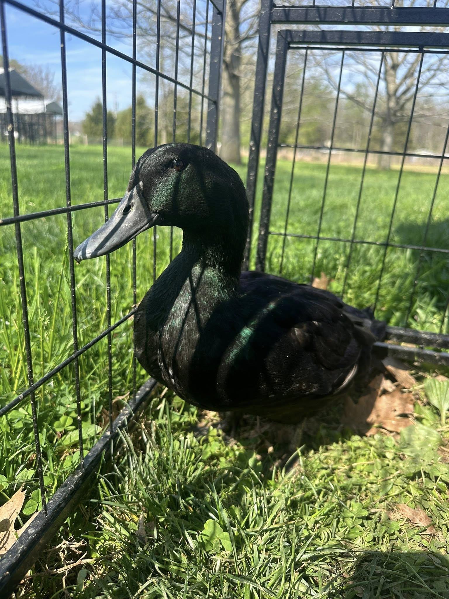Enlarge Bramble, a ADOPTABLE Duck in Lincoln University, PA image 1/1