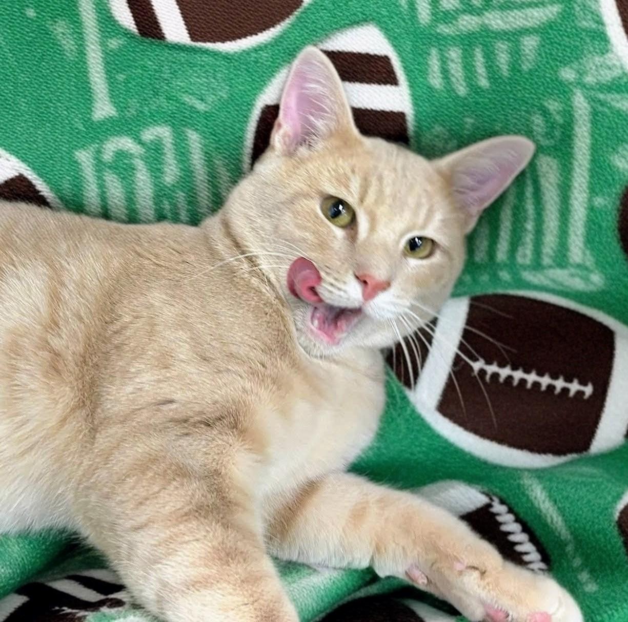 Cody, adopted, Young Male Tabby.