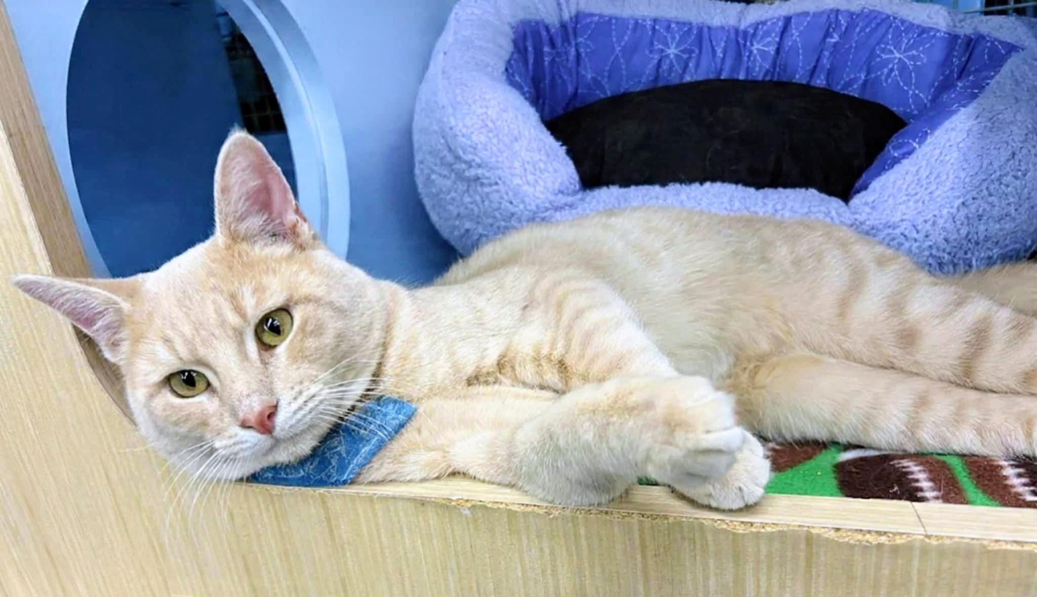 Cody, an adopted Tabby in West Bloomfield, MI image 2/2