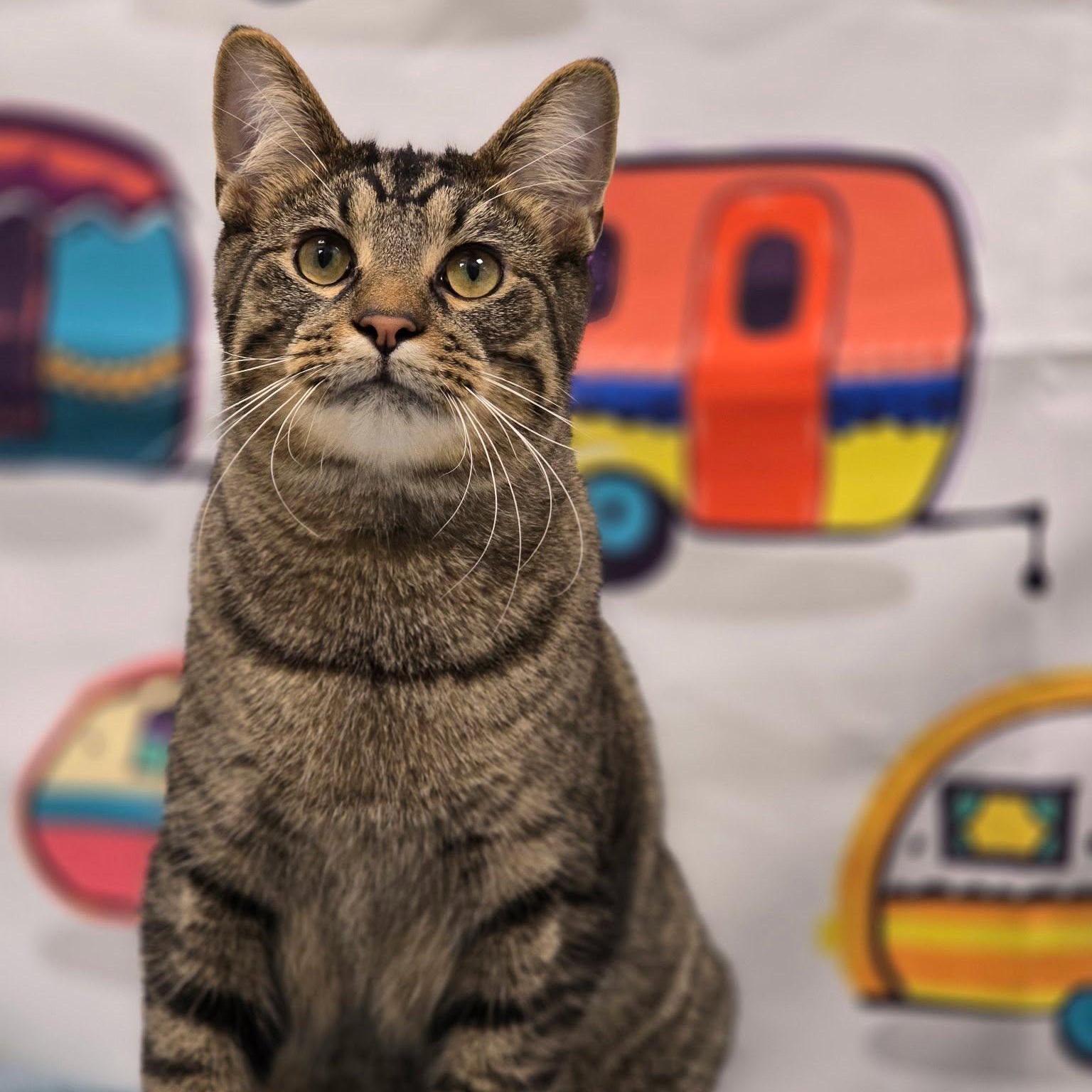 Taco Tony, ADOPTABLE, Young Male Domestic Short Hair.