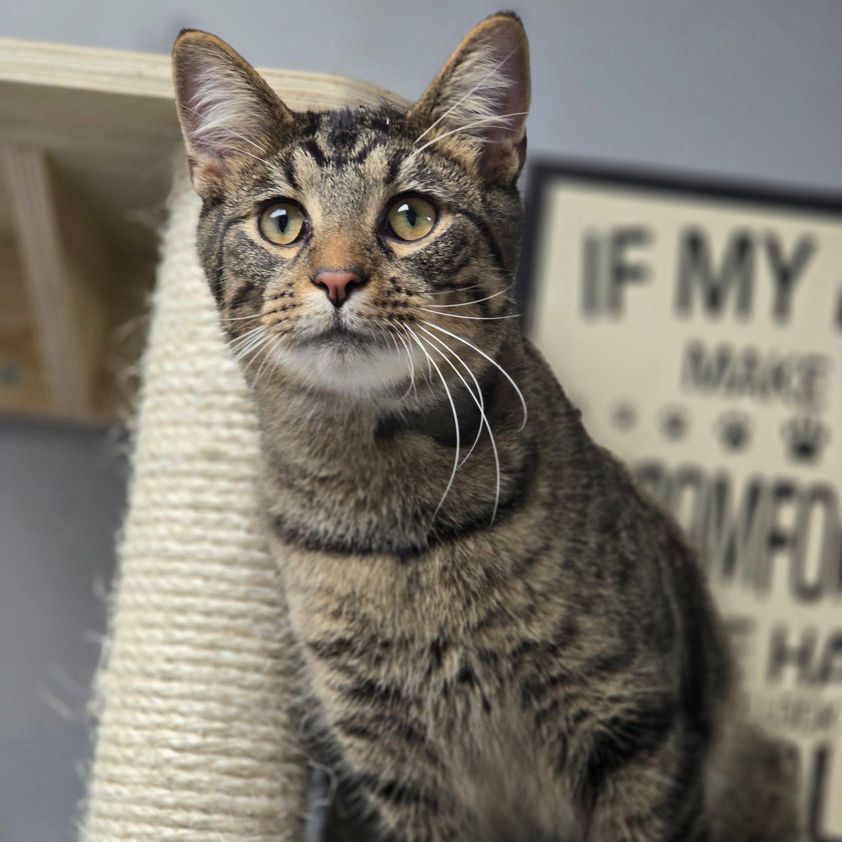 Enlarge Taco, a ADOPTABLE Domestic Short Hair in Effingham, IL image 2/2