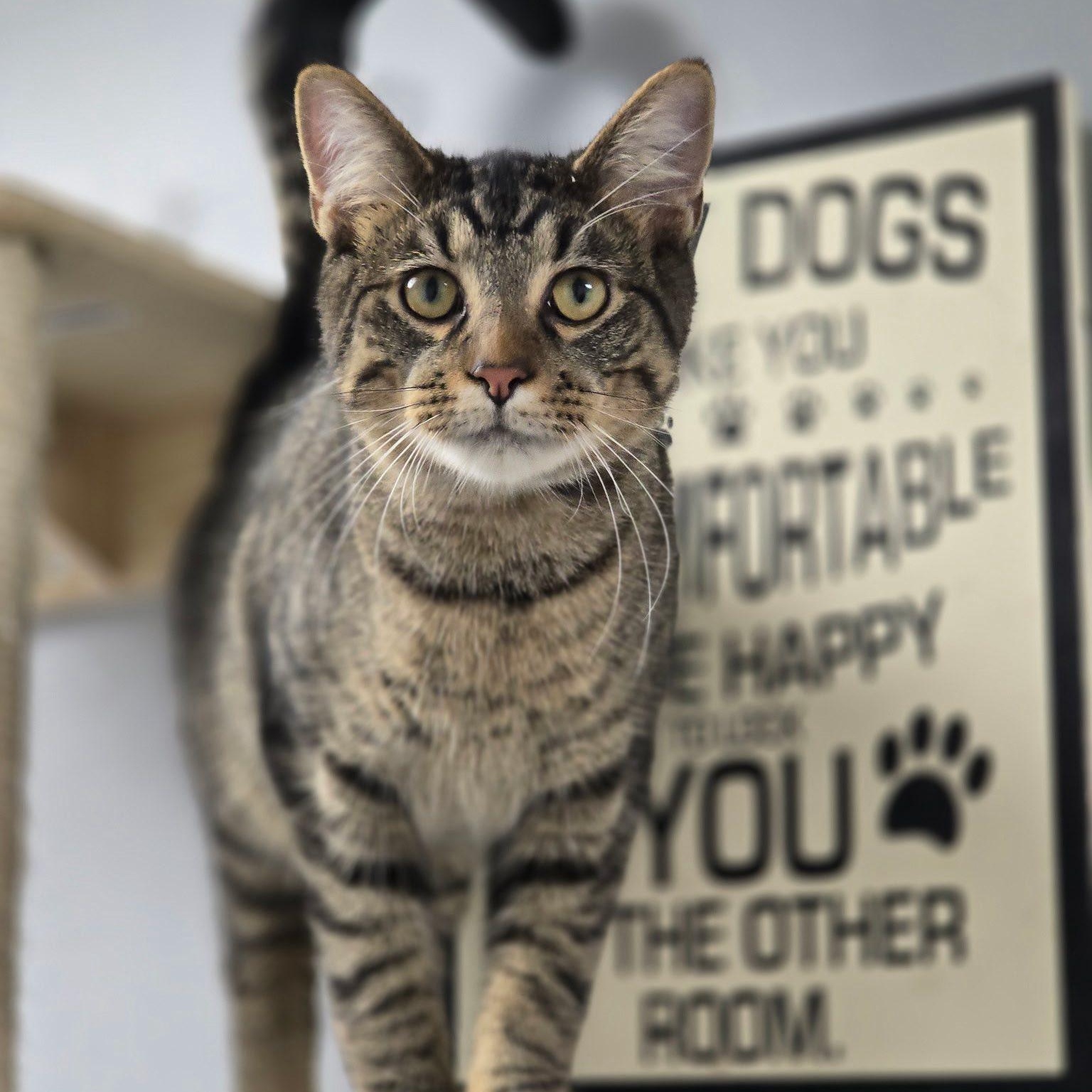 Enlarge Taco, a ADOPTABLE Domestic Short Hair in Effingham, IL image 1/2