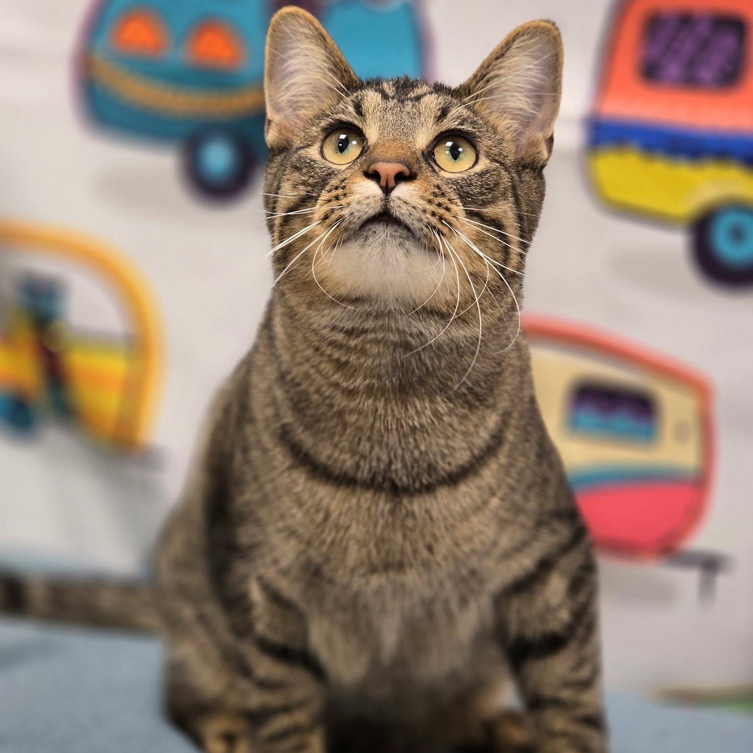 Taco Tony, a ADOPTABLE Domestic Short Hair in Effingham, IL image 2/4