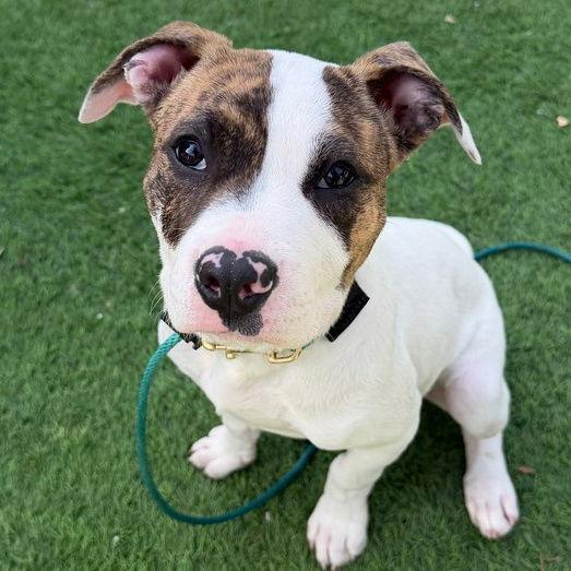 Enlarge Daisy, a Adopted mixed breed in Sunnyvale, CA image 1/1