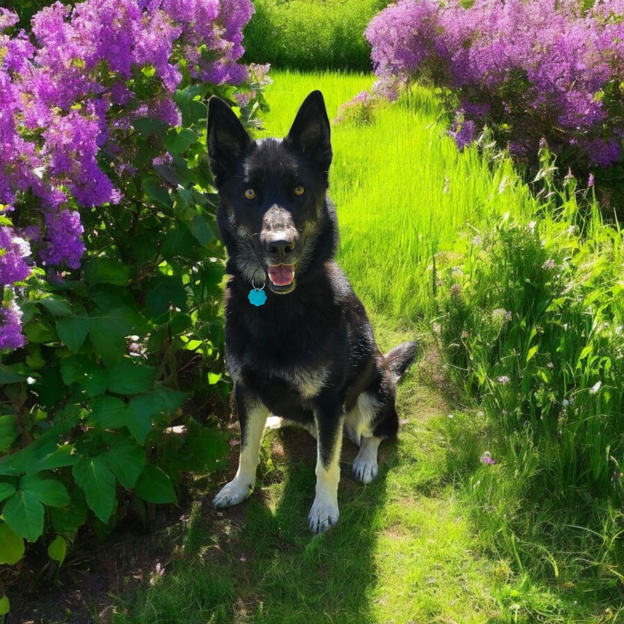 Enlarge Robbie, a ADOPTABLE mixed breed in Woodland, CA image 1/3