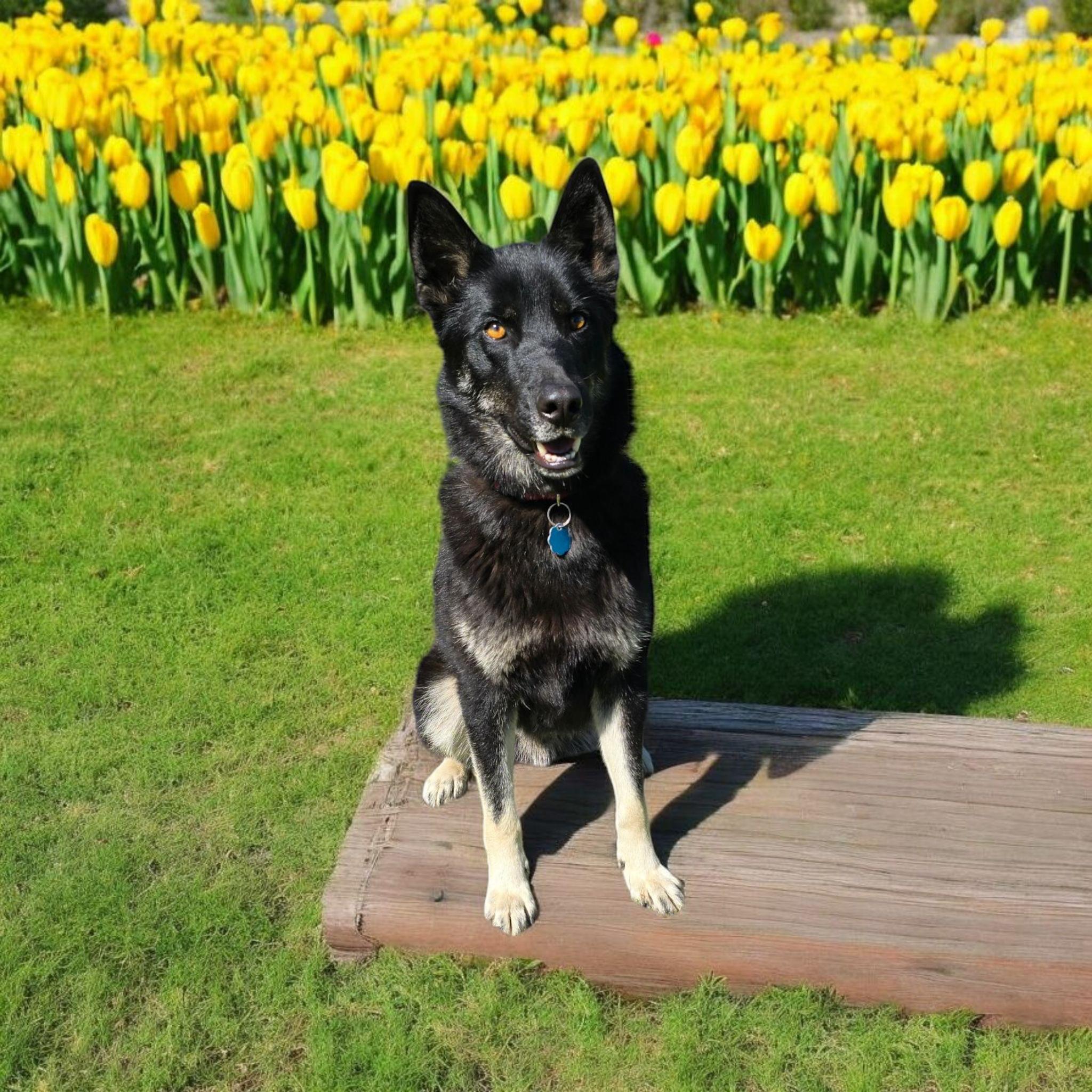 Enlarge Robbie, a ADOPTABLE mixed breed in Woodland, CA image 2/3
