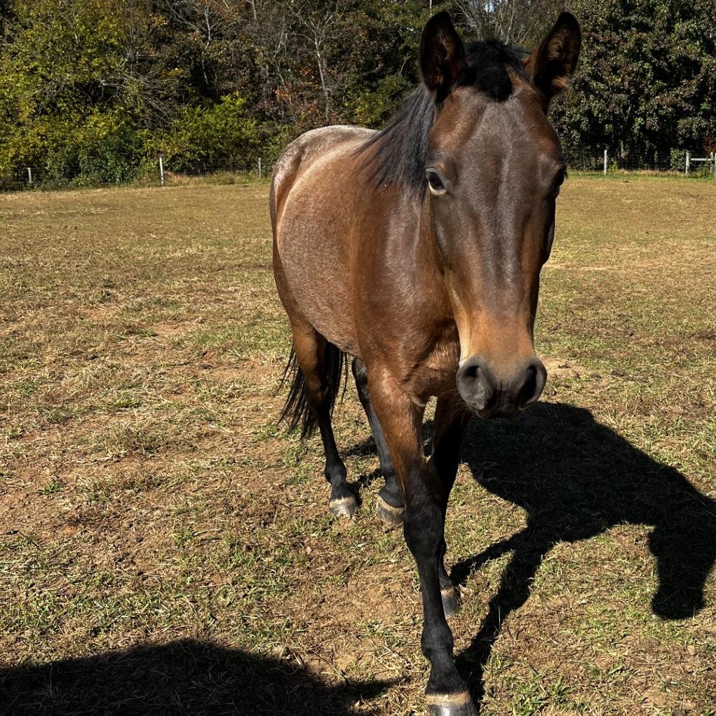Enlarge Phoebe, a Adoptable Paso Fino in Stokesdale, NC image 1/1