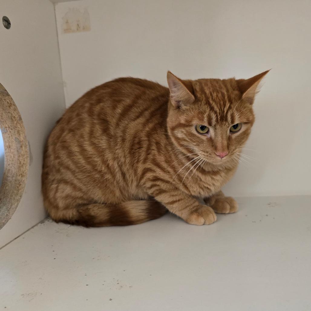 Enlarge Raj, a Adoptable Domestic Short Hair in Jasper, IN image 1/1